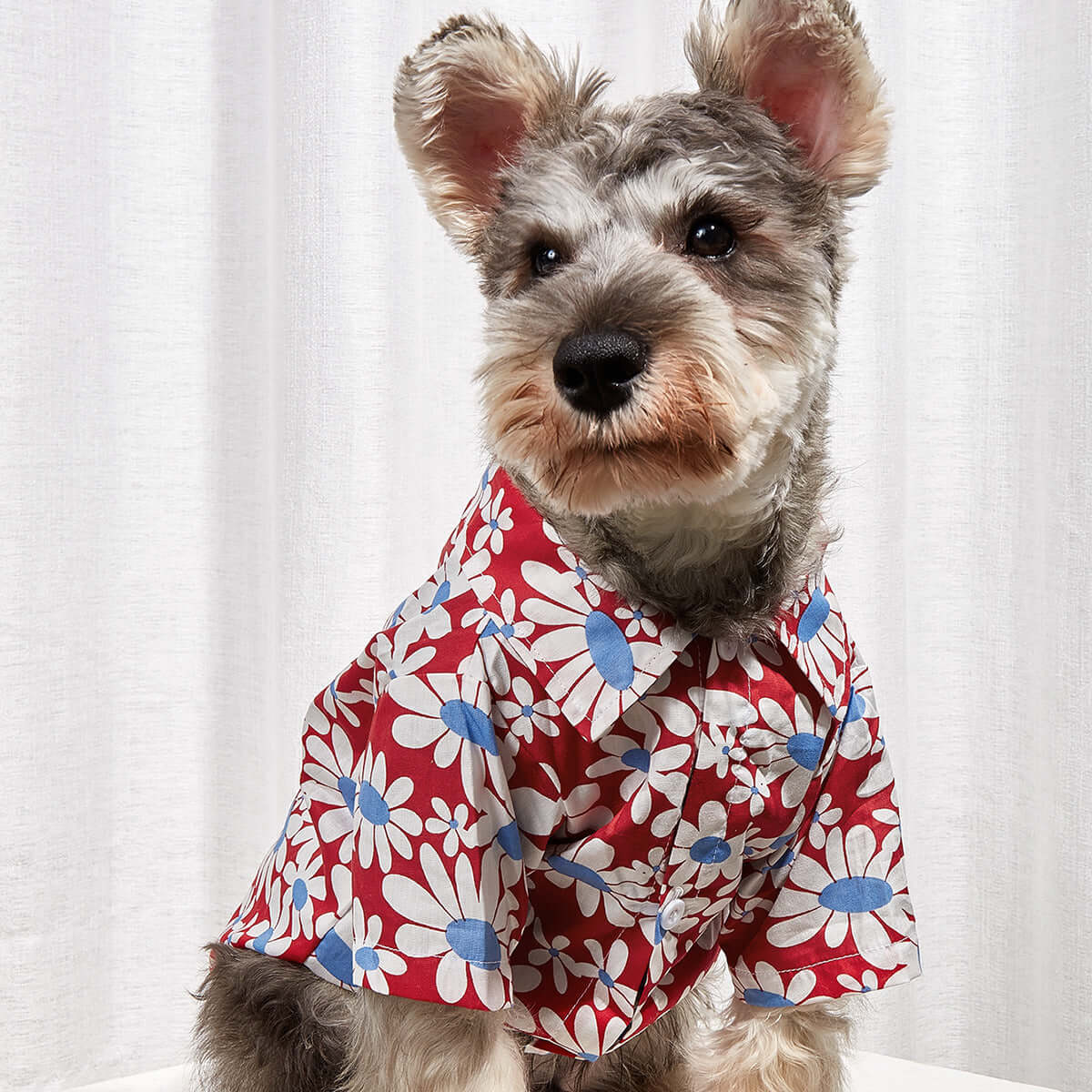 Sunflower Collar Shirt - Urban Pet Dept.