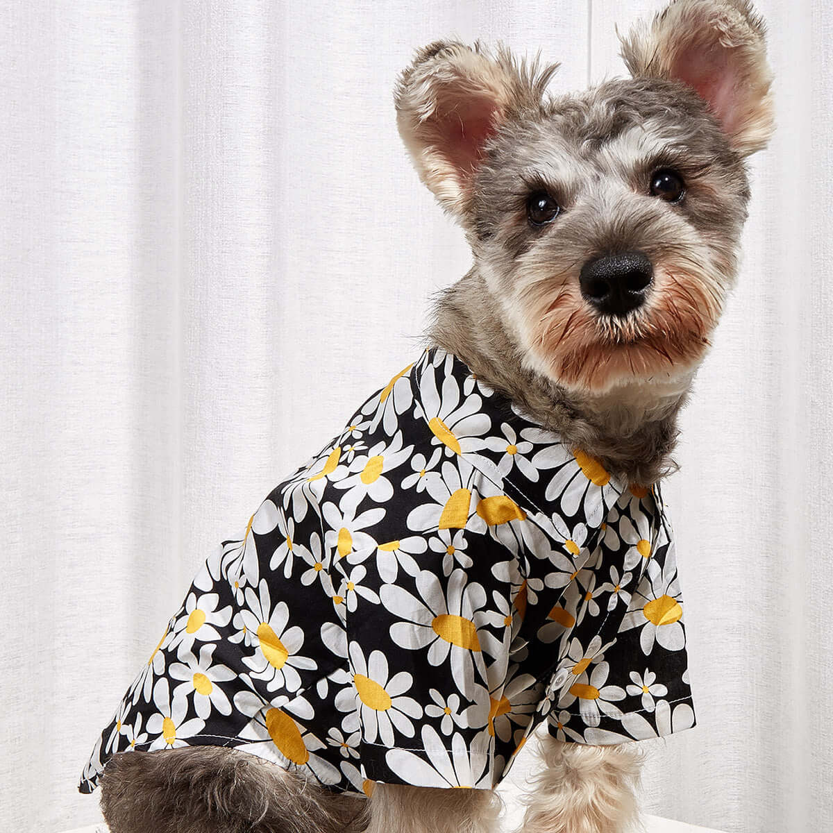 Sunflower Collar Shirt - Urban Pet Dept.